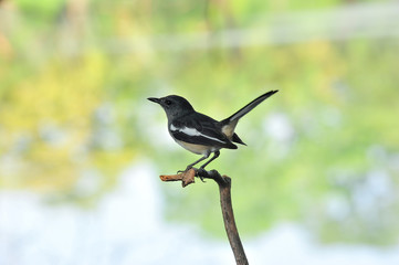 Oriental magpie robin