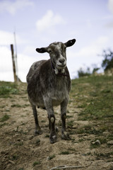 Goat in field