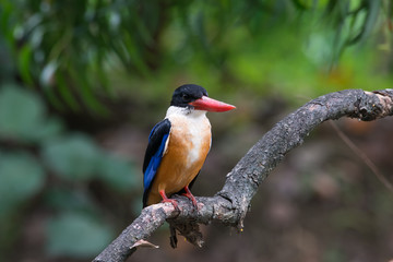 Black-Capped Kingfisher has a purple-blue wings and back, black head and shoulders, white neck collar and throat, and rufous underparts.