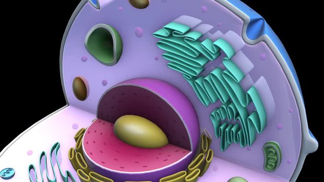 Human CELL-Smooth endoplasmic reticulum
3D Human cell animation