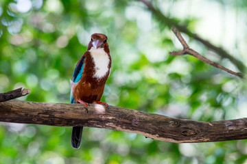 White-throated Kingfisher s a bright blue back, wings and tail. Its head, shoulders, flanks and lower belly are chestnut, and the throat and breast are white.