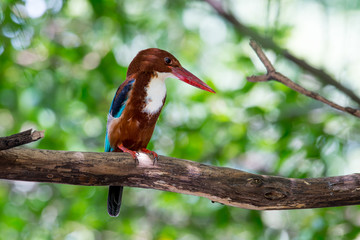 White-throated Kingfisher s a bright blue back, wings and tail. Its head, shoulders, flanks and lower belly are chestnut, and the throat and breast are white.