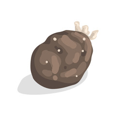 Sprouted potato vector Illustration on a white background