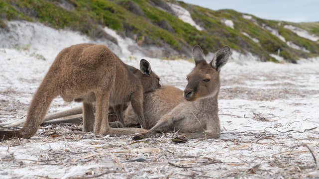 Kangaroos on the white beach of Lucky Bay, Cape Le Grand National Park, Western Australia