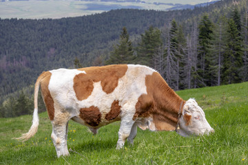 Fototapeta na wymiar Domestic bull with a bell on neck grazing 2