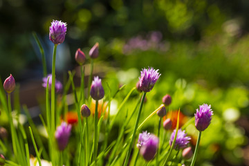 Blooming young chives in the garden.