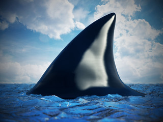 Shark fin on the water. 3D illustration - obrazy, fototapety, plakaty