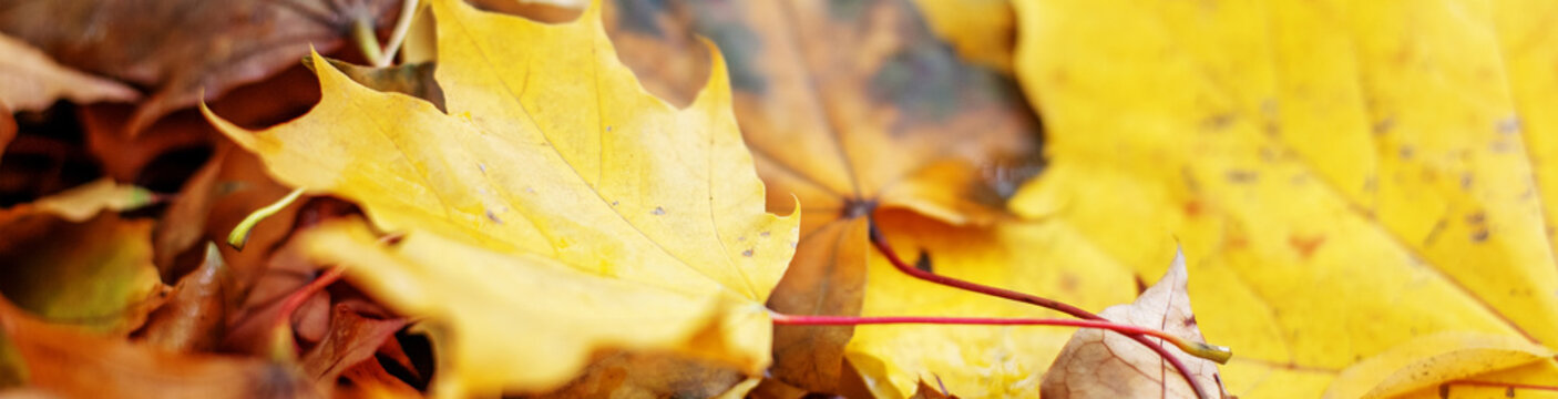 Golden autumn leaves. Banner for website. The concept is autumn.