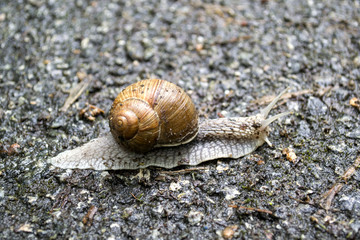 Snail on asphalt after rain. Wild nature close up.