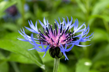 Beautiful wild flower in a garden close up.