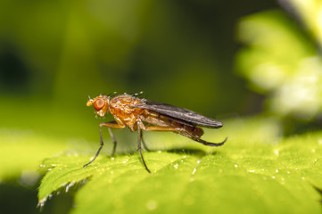 little fly on green leaf in summer season