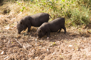 Wild black boar or pig close up. Wildlife in natural habitat
