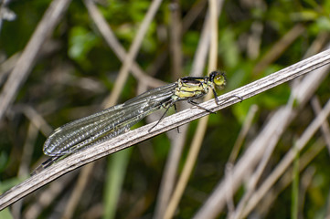 Green Dragon Fly in Nature summer season