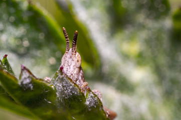 brown Nature grasshopper in summer season