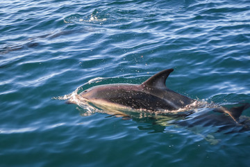 Naklejka premium dolphin in Kaikoura bay, New Zealand