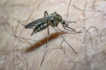 mosquito sucks blood on my skin