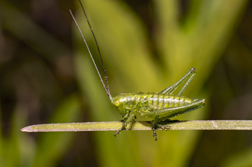 green Nature grasshopper in summer season