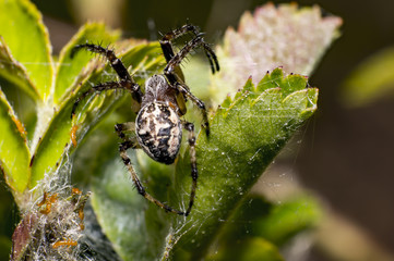 big spider on the summer meadow