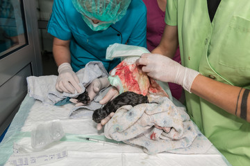 La césarienne chez la chatte est une opération chirurgicale qui consiste à faire naître le chaton autrement que par le passage des voies naturelles de la mère. - obrazy, fototapety, plakaty