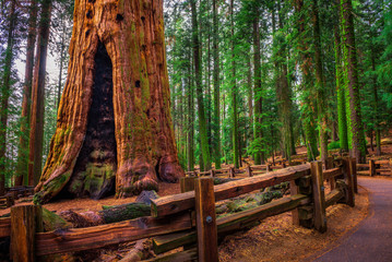 Ancient General Sherman Tree in Sequoia National Park