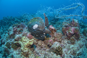 Fototapeta na wymiar Dead Sea Turtle in a fishing net strangled to death / Ocean Protection / Sea Environmental Destruction