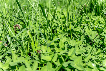 Fresh green grass clover as a background