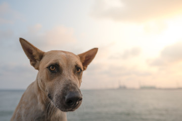 dog playing on the beach