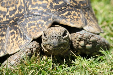 Leopard-Schildkröte 