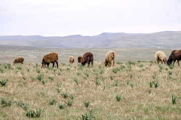 Sheep in pasture in the spring in the foothills of AlaTau in Kakhakhstan