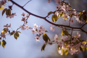 Crédence de cuisine en verre imprimé Fleur de cerisier цветущая ветка вишни, сакура
