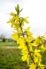 Bush with Yellow Flowers