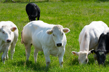 Naklejka na ściany i meble Kühe auf einer Weide an einem Bauernhof