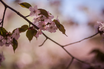 цветущая ветка вишни, сакура