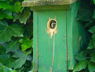 Kohlmeisen-Junges im Nistkasten