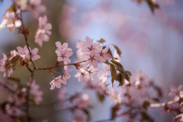цветущая ветка вишни, сакура