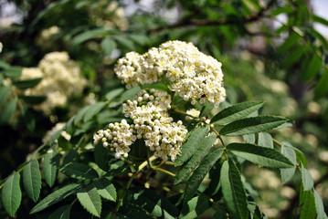 Rowan tree blooming in spring, white flowers and green leaves on blurry horizontal background