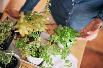 Beautiful mixed race woman gardening fresh herbs at her kitchen.