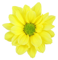 Beautiful yellow Daisy isolated on white background, includind clipping path. Germany