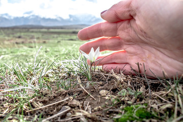 The first spring flower snowdrop in the hands of nature