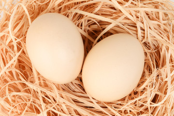 Eggs in a nest on white background