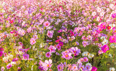champ de cosmos, fleurs champêtres en automne 