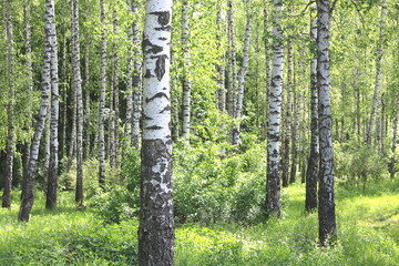Fototapeta premium Beautiful birch trees with white birch bark in birch grove with green birch leaves in early summer