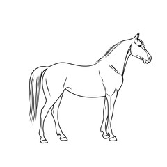 Obraz na płótnie Canvas Elegant horse done in a minimal style. Vector illustration.