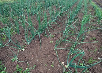 wide field of organic onions