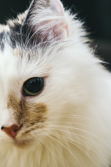 Fototapeta premium White Home Cat