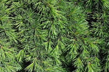 Close up of branches of a Pine tree, front view