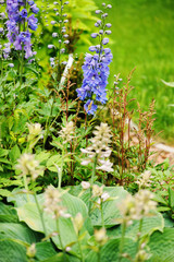 flowering delphinium closeup in summer garden. Growing beautiful blue flowering perennials