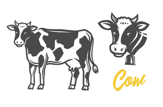 Cow. Black and white illustration.