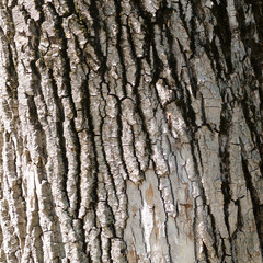 Bark on a tree as an abstract background