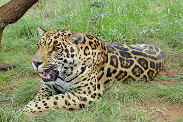 Jaguar macht eine Pause